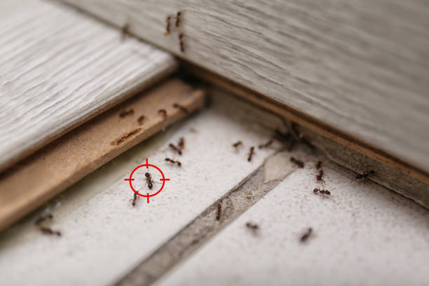 Best Insect Control  in Baden, PA